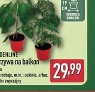 warzywa na balkon