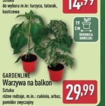 warzywa na balkon