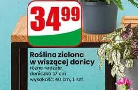 roślina zielona w wiszącej donicy