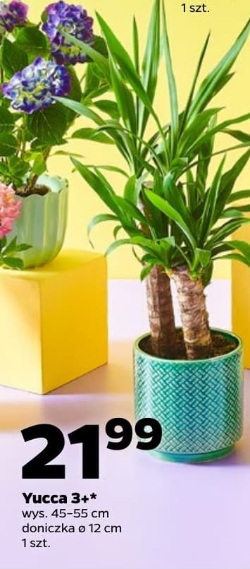 yucca 3