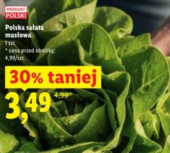 sałata masłowa