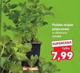 mięta pieprzowa polska w doniczce