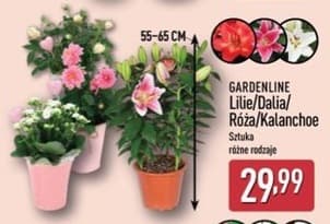 lilie/dalia/róża/kalanchoe