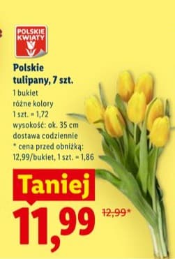tulipany