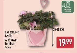 azalia w różowej torebce