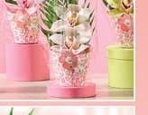 Kwiat cymbidium w osłonce