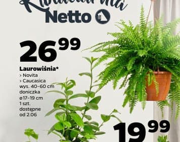 laurowiśnia