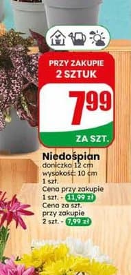 niedośpian