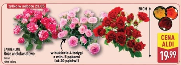 Róże wielokwiatowe