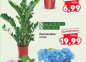 zamiokulkas