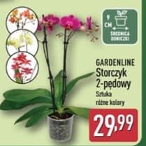 storczyk 2-pędowy