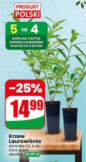 krzew laurowiśnia