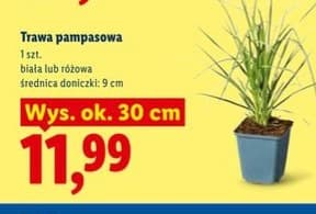 trawa pampasowa