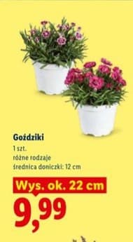 goździki