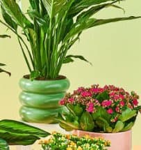 skrzydłokwiat Diamond Variegata