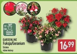 fuksja/geranium