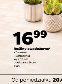 rośliny owadożerne