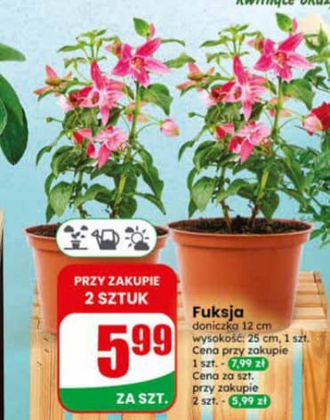 fuksja