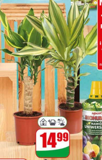 dracena