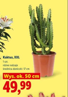 kaktus XXL