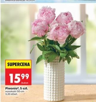 piwonia