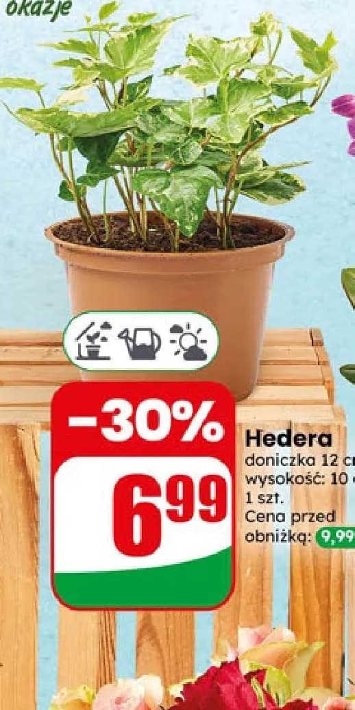 hedera