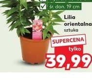 lilia orientalna
