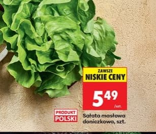 sałata masłowa doniczkowa