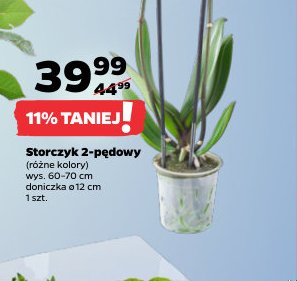 storczyk 2-pędowy