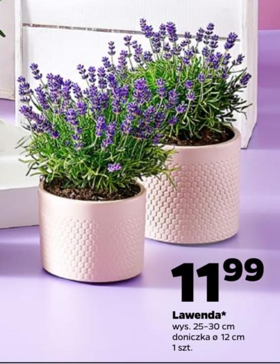 Lawenda