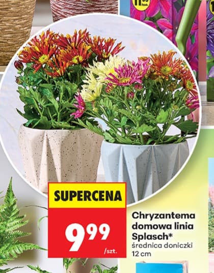 chryzantema domowa linia splasch
