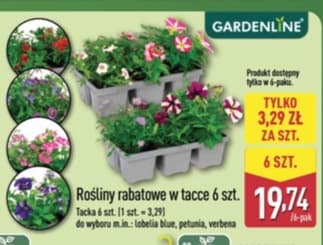 rośliny rabatowe w tacce