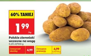 ziemniak wczesny polski