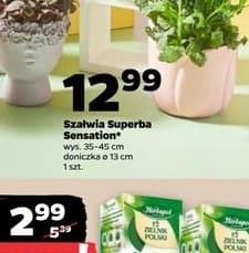 szałwia superba sensation