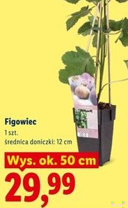 figowiec