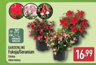 fuksja/geranium