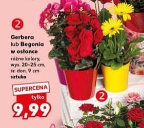 gerbera lub begonia w osłonce