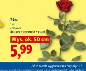 róża