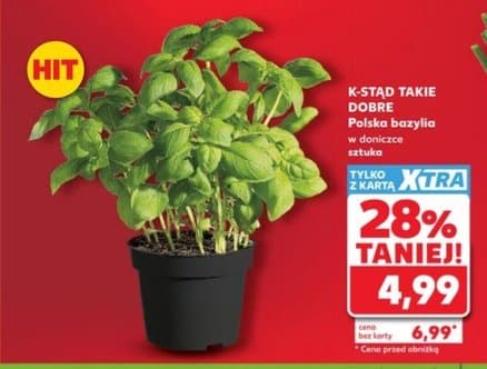 bazylia polska w doniczce