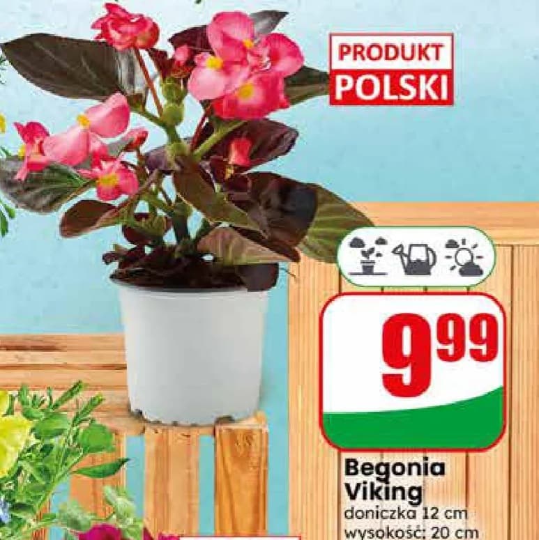 Begonia Viking