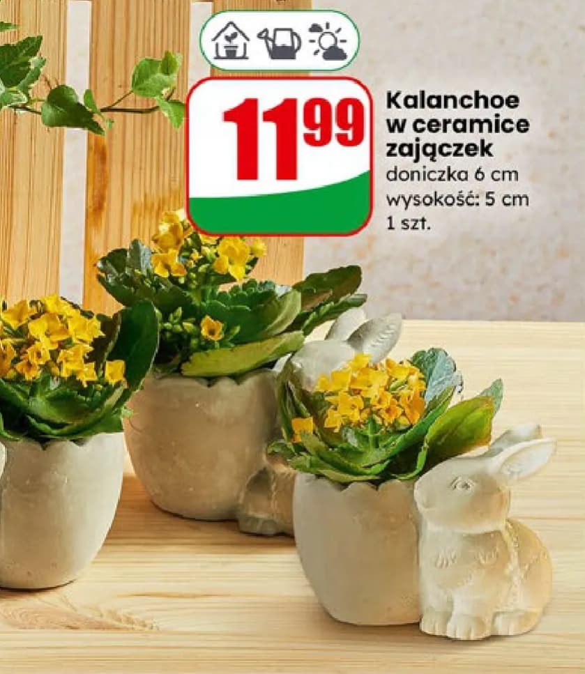 kalanchoe w ceramice zajączek