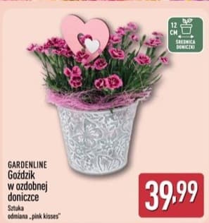 głodzik w ozdobnej doniczce
