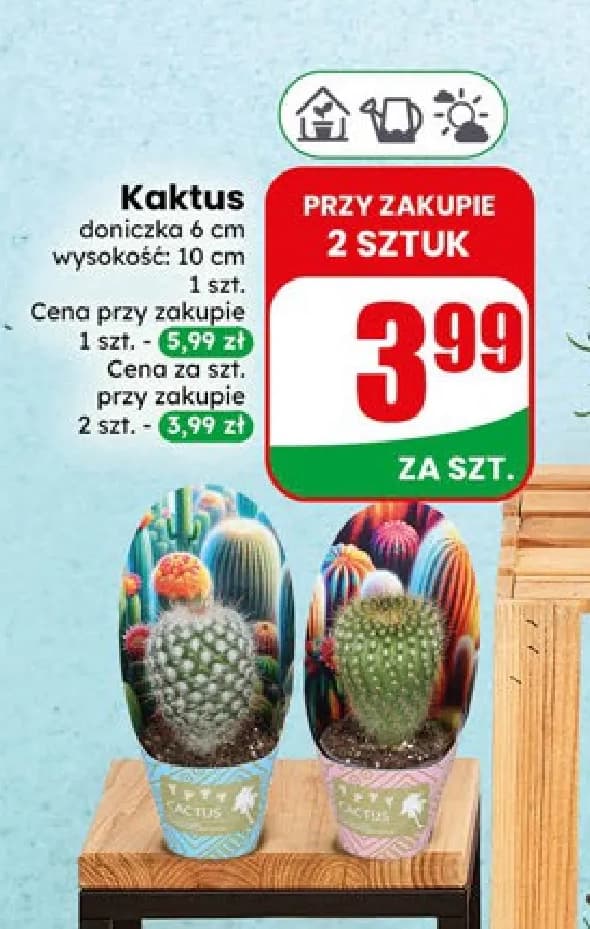 kaktus