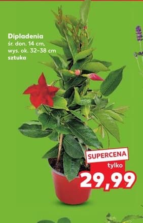 dipladenia