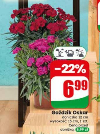 goździk Oskar