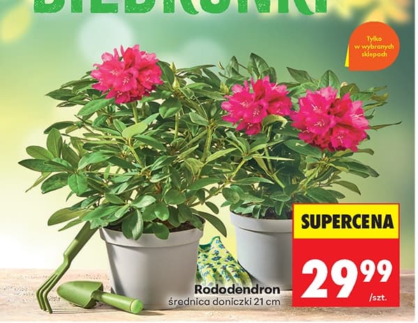 rododendron