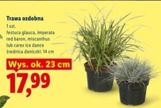 polska trawa ozdobna