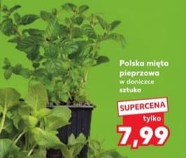 mięta pieprzowa polska w doniczce