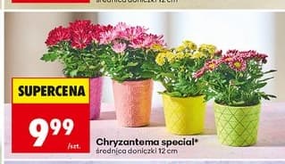 chryzantema Special