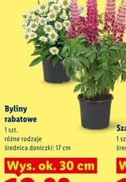 byliny rabatowe